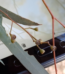 Eucalyptus largiflorens