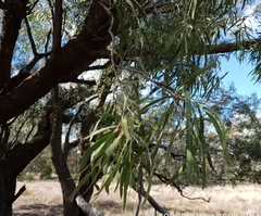 Eucalyptus largiflorens