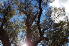Eucalyptus largiflorens