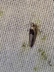 Pseudochelaria