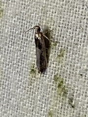 Pseudochelaria