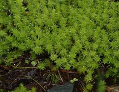 Diobelonella palustris