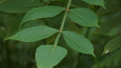 Rhus javanica