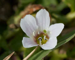 Bacopa