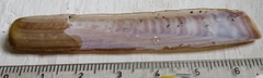 Ensis minor