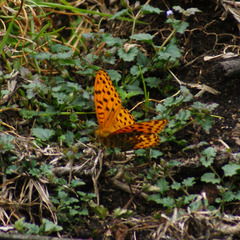 Argynnis castetsi