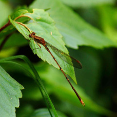Indolestes gracilis davenporti