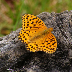 Argynnis castetsi
