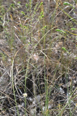 Allium inaequale
