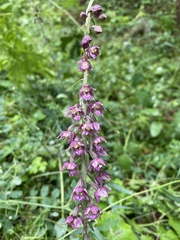 Epipactis atrorubens