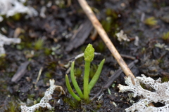 Phylloglossum drummondii