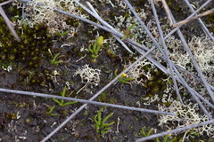 Phylloglossum drummondii