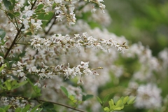 Derris scandens