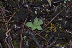 Pterostylis tasmanica