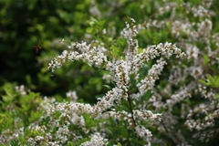 Derris scandens
