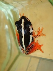 Hyperolius parallelus