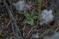 Pterostylis tasmanica
