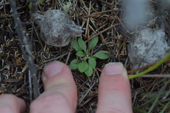 Pterostylis tasmanica