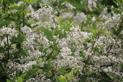 Derris scandens