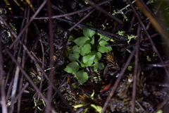 Pterostylis puberula