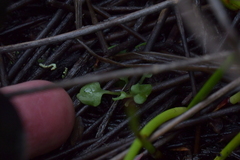 Pterostylis puberula