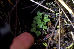 Pterostylis puberula