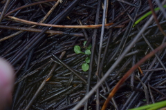Pterostylis puberula