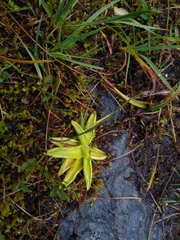 Pinguicula alpina