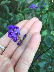 Hardenbergia violacea