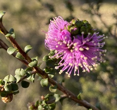 Kunzea recurva