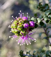 Kunzea recurva