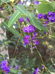 Hardenbergia violacea