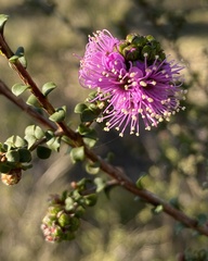 Kunzea recurva