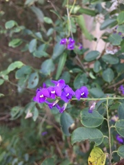 Hardenbergia violacea
