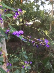 Hardenbergia violacea