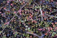 Gonocarpus micranthus micranthus