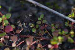 Gonocarpus micranthus micranthus