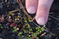 Gonocarpus micranthus micranthus
