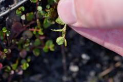 Gonocarpus micranthus micranthus
