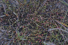Gonocarpus micranthus micranthus