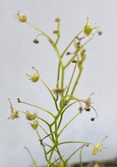 Drosera modesta