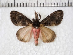 Lymantria semicincta