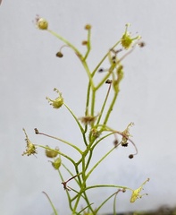 Drosera modesta