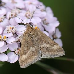 Pyrausta aerealis