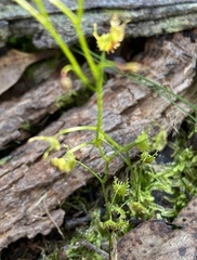 Drosera modesta