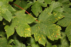 Aceria pseudoplatani