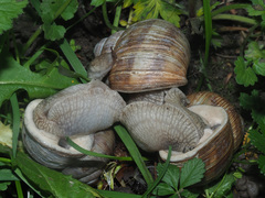 Helix pomatia
