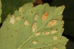 Aceria pseudoplatani