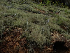Cladonia capitellata