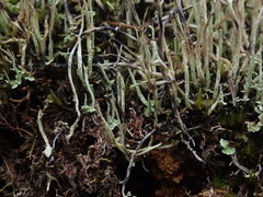 Cladonia capitellata